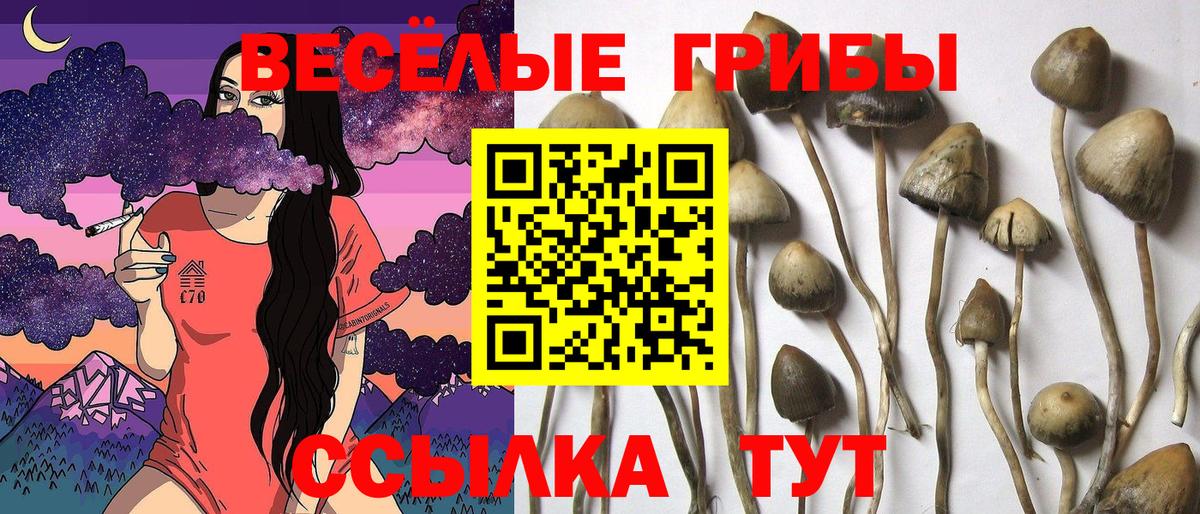 Псилоцибиновые грибы MAGIC MUSHROOMS Карталы